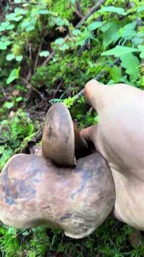The Perils and Rewards of Mushroom Hunting: Are You Ready