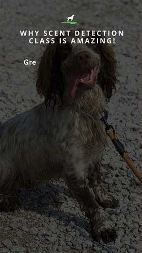Sniffer Dog Class at Dogs Country Club Warrington