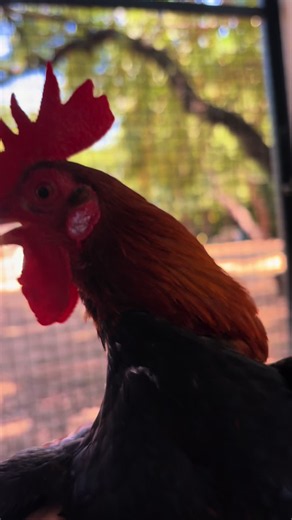 Drama in the Coop Today: Terk Explains What Happened