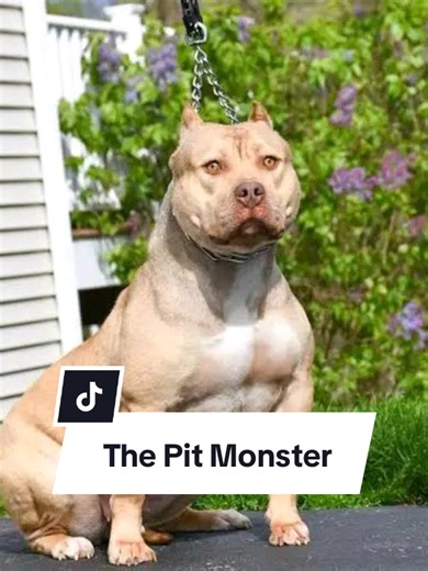 The Pit Monster: A Powerful and Confident Breed
