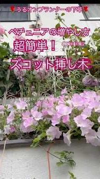 🌹Undergrowth for your planter🌹 How to propagate petunias is super easy! Zuccotto cuttings! #Enjoy...