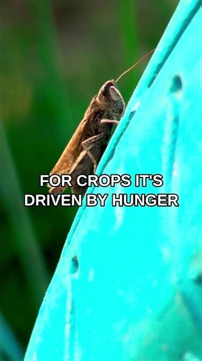 A Locust Swarm Eats Itself — Then Keeps Marching