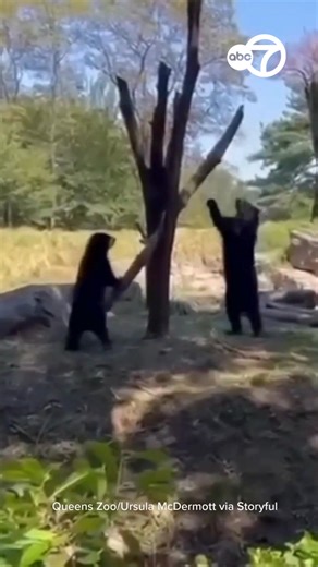 🐻🐻Two playful young Andean bears at Queens Zoo looked for all the world like little kids as they played with a makeshift seesaw in their enclosure recently. Footage filmed by Ursula McDermott, who was visiting the zoo, shows Coya, a two-year-old female, and Ransisku, a four-year-old male, playing with their seesawing branch. In the footage, Coya begins bouncing Ransisku into the air, an adorable interaction which prompted the zoo to clarify that the video was certainly not AI. “As young bears,