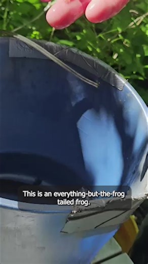 These weird-looking creatures are coastal tailed frogs — almost. 🐸 They’re in the middle of metamorphosis. Coastal tailed frogs are a species endemic to the Pacific Northwest, but they’re also under conservation concern. Scientists are studying how the frogs and other river species were affected by Oregon’s 2020 Labor Day Fires. For more stories about how Oregon is recovering from the Labor Day Fires, here https://www.opb.org/article/2025/08/26/labor-day-wildfires-anniversary-oregon/ 🎥 by Evan