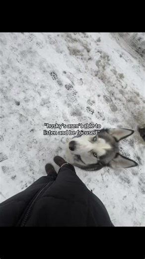 Effective Husky Training Methods