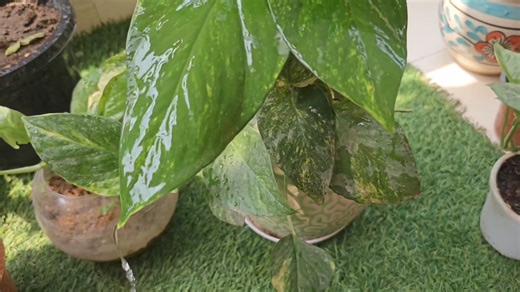 7.2K views · 102 reactions | 5 secret tips for bushy Money Plant without extra fertilizer/Homemade Fertilizer for Lush Green Leaf | evergreengarden1M | Facebook