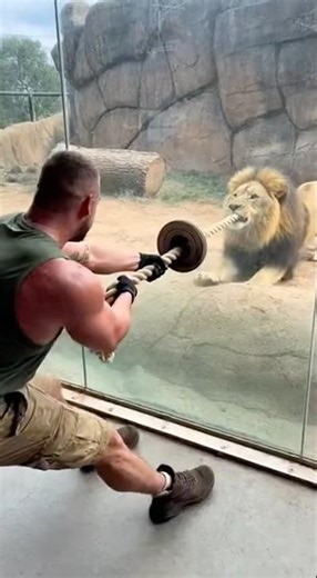 Man testing his strength against lion