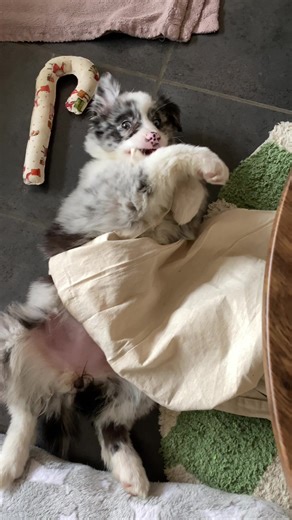 Adorable Aussie Puppy with a Mischievous Smile