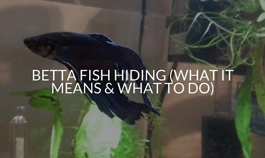 Betta Fish Hiding (What It Means & What To Do)