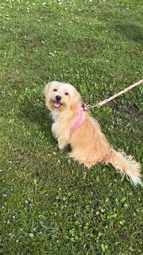 🌙 Meet Luna! Our new Pet of the Week from @thefarmdogrescue and ready for adoption! Luna is a sweet, affectionate 10-month-old Morkie who loves being with her person and giving kisses. Luna is high-energy and would thrive with another playful small dog and an active household. She’s not aggressive, but she does try to roughhouse with cats, so a cat-free home is best. She must be leashed outdoors—she once squeezed through a wrought-iron fence—so a secure yard is a plus. She sleeps in the bed, lo