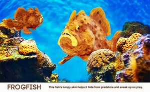 20 reactions · 3 comments | Our 2018 Incredible Creatures large size, scaled figures are here! Check out this video for more on all of the newest entries in our Incredible Creatures collection! | Safari Ltd | Facebook