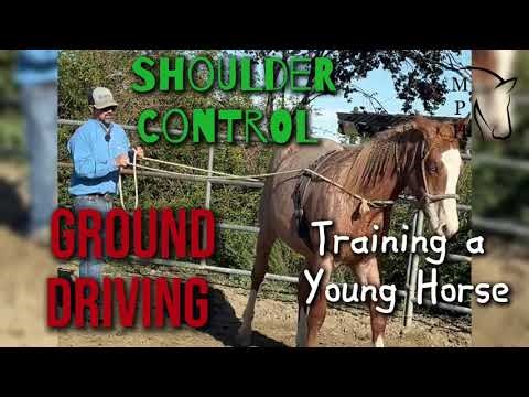 Ground Driving | Training a Young Horse | #Softness and #Control