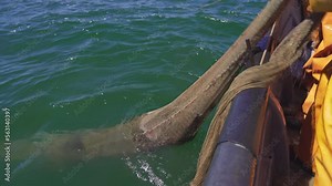 A fisherman is fishing in the Baltic Sea. Round goby, Neogobius melanostomus, fishing in the Baltic Sea. A fisherman in an orange outfit pulls a fishing net into a boat. High quality 4k ProRes footage