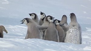 When emperor penguin chicks ran into trouble with a giant petrel while making their journey to the sea, an unlikely hero, an Adelie penguin, emerged to drive away the predator. This is not usual behavior, but this particular Adelie penguin took it upon himself to help out distressed youths.