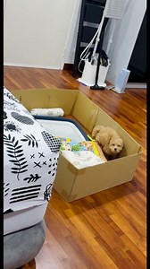 Zoomies → barkies → hide mode activated 😆 #bubuthecavapoo #cavapoolove #cavapoopuppy #cavapoo #puppylife #doglover | Bubu the Cavapoo