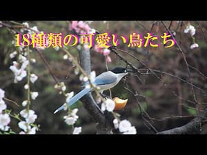 18種類の鳥たちの鳴き声 4K😊
