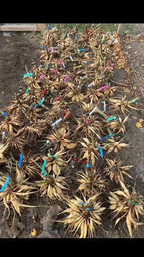 How I dig up my dahlia tuber clumps- Using a pitch fork stab the dirt around the perimeter of the stem about a foot away from the stem so that you don’t pierce the tubers. Once the dirt is loose all the way around. Pry up the clump with the pitch fork and gently pull up on the stem. I like to gently spin the clump to get some dirt off. | Sacred Acres