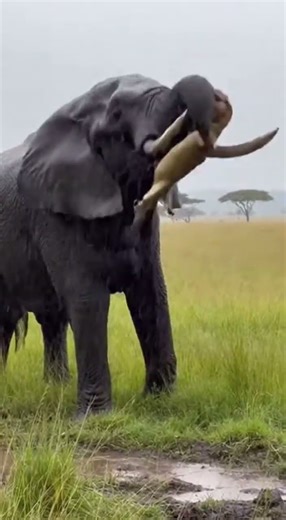 Elephant Rejects Ambush With A Mighty Swing