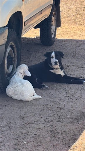 Old Moss and Henry Sampson the orphan lamb have a special bond ❤️ | Nigel Spencer