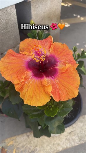 Beautiful hibiscus at Home Depot 🌺🧡 #parati #hibiscus #plants #spring #homedepot