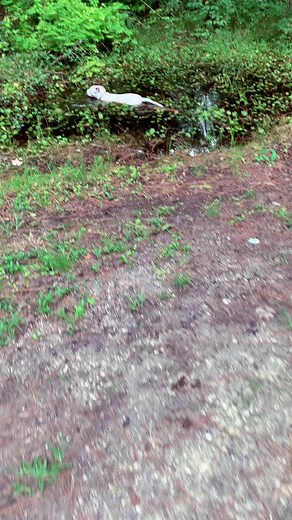 Hating my life again today #smh #paulyd #fypシ #pup #puppy#voiceeffects