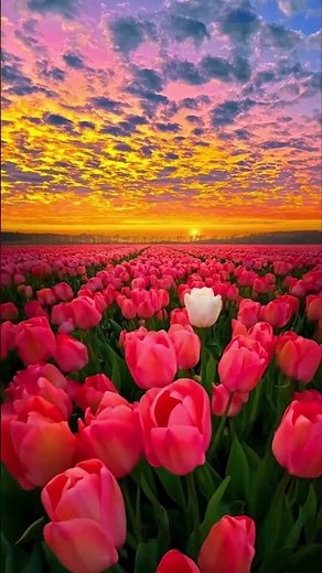 Beautiful Pink Tulip Field at Sunset 🌷 | Relaxing Nature Scenery in 4K