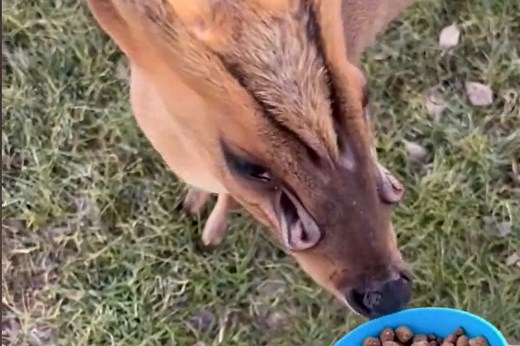 Who is Biscuit the Texas 'alien deer,' and why does he have 5 noses?