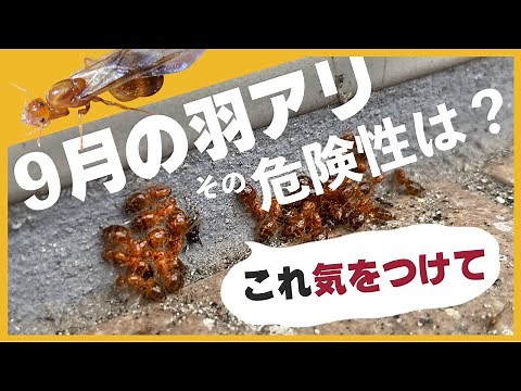 8月下旬〜9月に大量発生する赤い羽アリはシロアリ？その危険性と対処法を解説！【キイロシリアゲアリ】