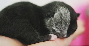 Kitten Born With Two Faces Has Grown Up To Be The Most Beautiful Cat You’ll Ever See