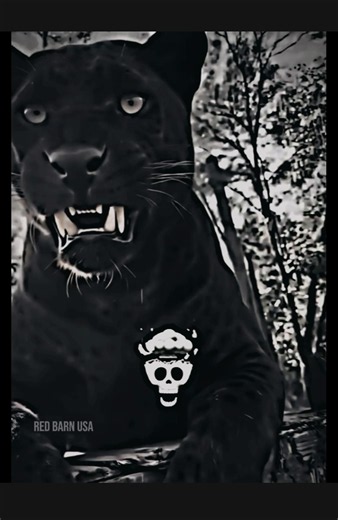 Strange animals dangerous creepy sound #animals #creepy #trendingshorts #wildlife #shortvideo