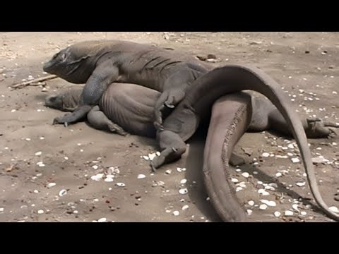 Komodo Dragon World Deadliest Living Lizard Wildlife Documentary