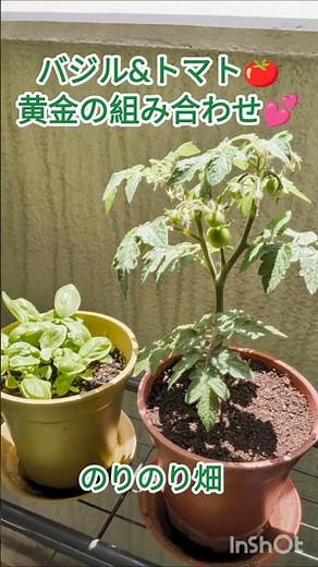 [Daily Balcony Gardening] Mini Tomatoes & Basil from a Growing Kit | Fruit is starting to form♪ |...