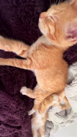 Adorable Orange Cat Keeps You Guessing