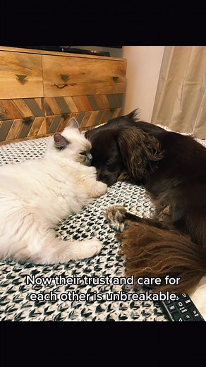 Heartwarming Dog and Cat Friendship Story