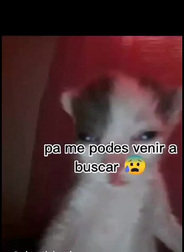 Videos de jaimelmatador (@elpanagato.1) con “sonido original - 🐈‍⬛”