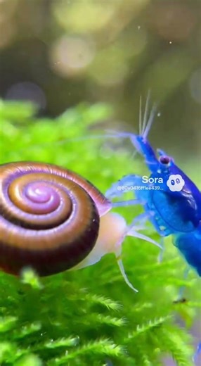 Blue Dream Shrimp #ai #shrimp