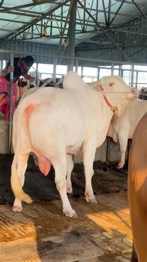 Muscular albino Ongole bull steps out pure power 🐂🔥