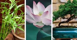 Plantas japonesas: como plantar bambu da sorte, cerejeira, lótus e bonsai