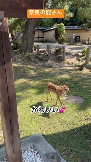 #鹿さんチューブ #お鹿つ #バンビちゃん #おせんべいどうぞ #奈良の鹿 #奈良公園 #naradeerpark #wildanimals #bambi #japan