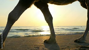 A camel walks along the sea beach in a slow motion against the sunset. Legs of a camel close-up