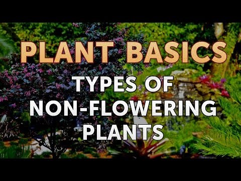 Types of Non-Flowering Plants