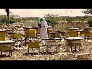 Can Ethiopia make a beeline to successful honey export business?