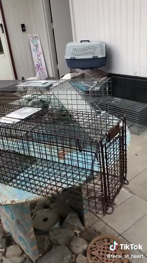 Feral Cat Trapping: Techniques & Tips