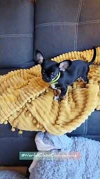 Precious 🌟teacup Chihuahua puppies🐕 for sale in California💖