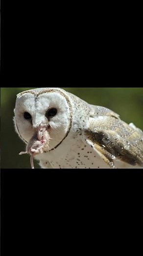 Why Farmers Love Barn Owls — Natural Pest Control