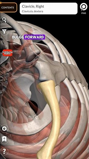 3D Anatomy of the Clavicles/Collar Bone Part 1 🔥🔥 #anatomy #3danimation ##atlas