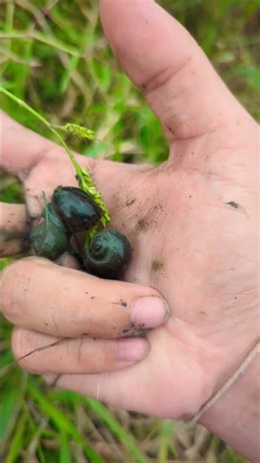 What Is This? 🌿👀 We found some amazing animals in nature! #Shorts #Animals #Wildlife