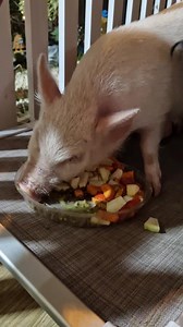 Y ya Bruno color cenando después de haber botado el sifón de agua , robarse una zanahoria y morder a nana jaja todo un cerdito desastroso el día de hoy 🤣... feliz noche y yo a cocinar y a limpiar los desastres de la pandilla feliz noche familia Chanchi Colors CR | Chanchi Colors CR