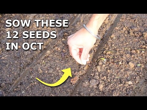 12 Seeds You Must Grow in October