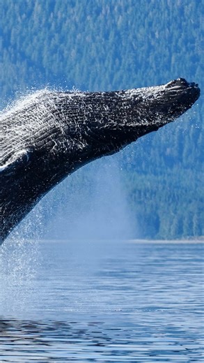It’s not very often that we see breaching from the Humpback whales around Juneau, Alaska - but you have a (close to) zero percent chance of seeing it if you don’t, first, get out on a boat! 😄😃 - Photos from August 28th, 2025 #alaska #whalewatching #juneau #humpbackwhale | Jayleen's Alaska